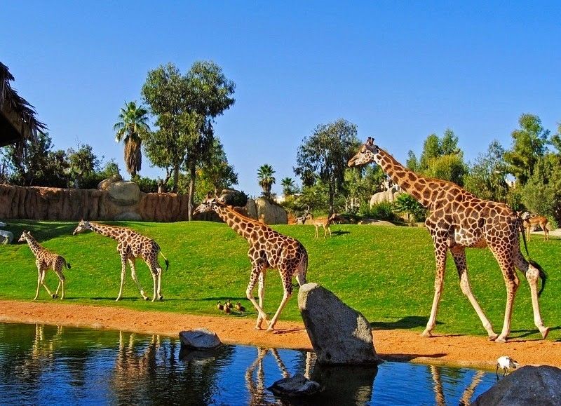 Bioparc-Valencia-Zoo-in-Valencia-Spain-3