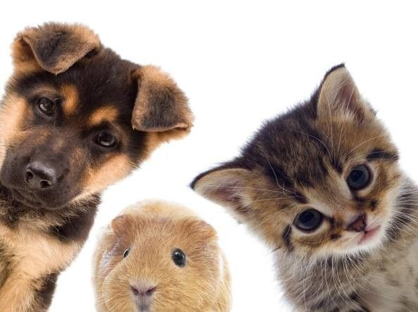 viaggiare-con-i-tuoi-amici-a-4-zampe