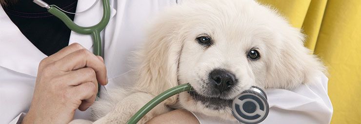 viaggiare-con-i-tuoi-amici-a-4-zampe