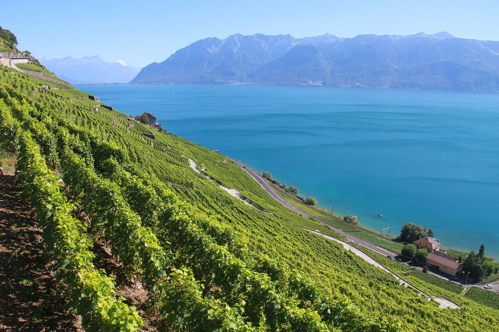 lavaux-svizzera-vigne-cantine-vacanze-estate di san martino-scambio-casa