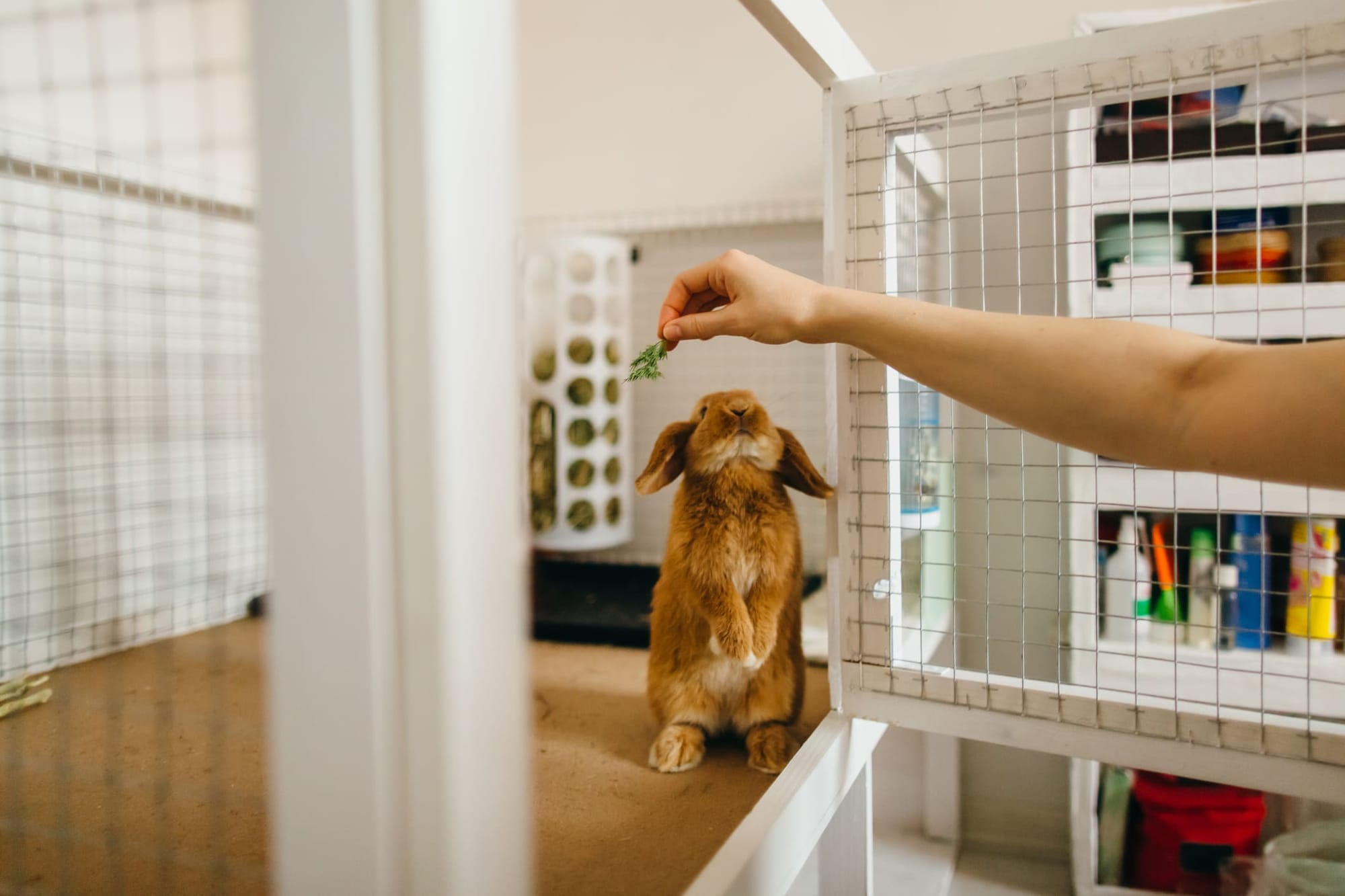 Pet sitting durante le vacanze: scambia la tua casa!