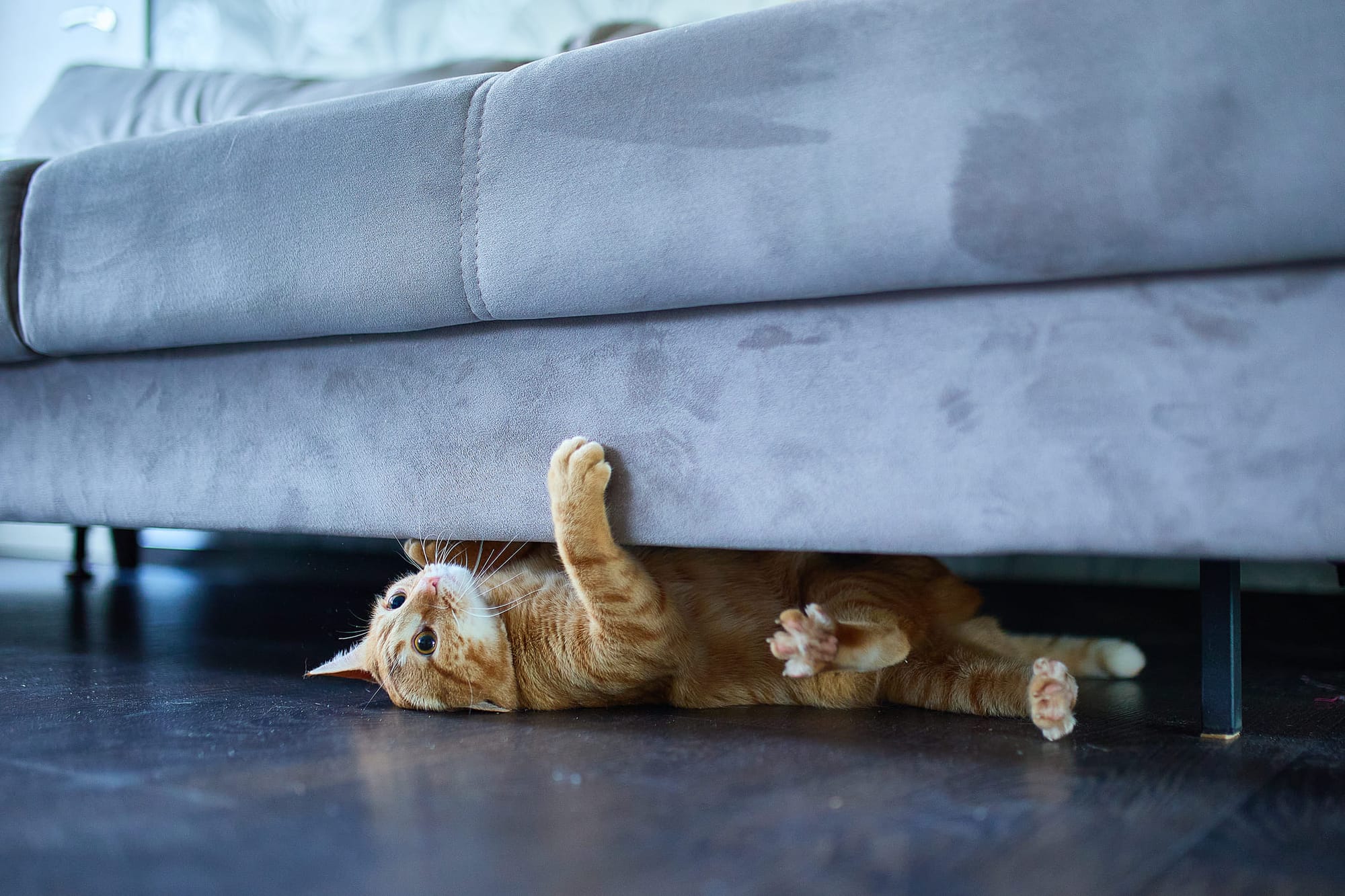 Pet sitting durante le vacanze: scambia la tua casa!